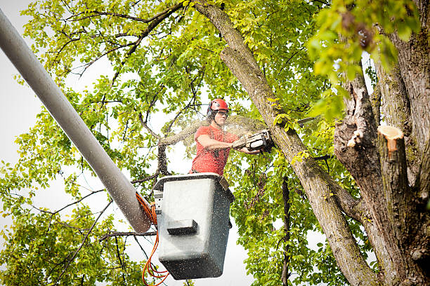 Best Arborist Services Near Me  in Piney, AR